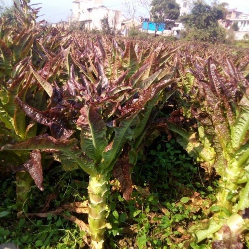 红叶香莴苣，甘肃定西安定莴苣，现砍现发颗大肉鲜万亩基地