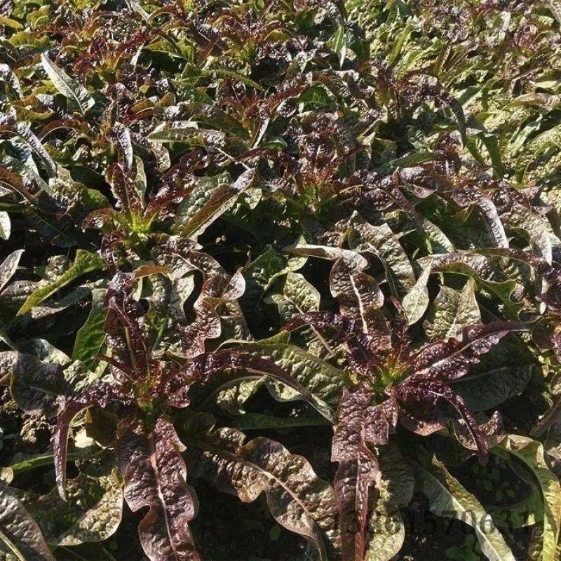 红叶香莴苣，甘肃定西安定莴苣，现砍现发颗大肉鲜万亩基地
