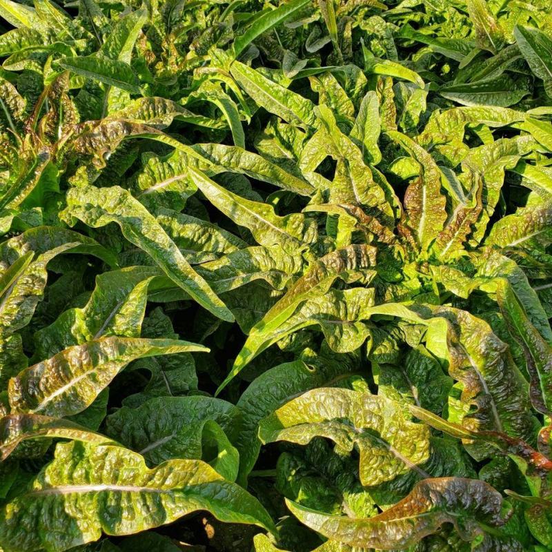 红叶香莴苣，甘肃定西安定莴苣，现砍现发颗大肉鲜万亩基地