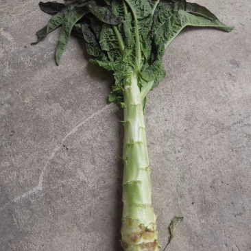 红叶香莴苣，甘肃定西安定莴苣，现砍现发颗大肉鲜万亩基地