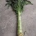 红叶香莴苣，甘肃定西安定莴苣，现砍现发颗大肉鲜万亩基地
