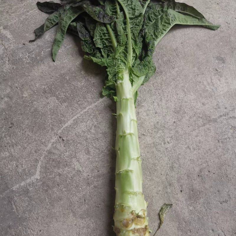 红叶香莴苣，甘肃定西安定莴苣，现砍现发颗大肉鲜万亩基地