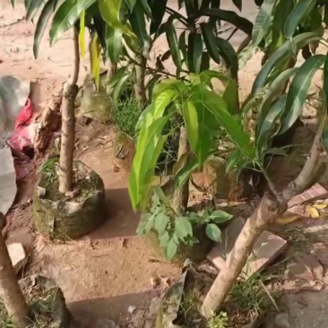 个种水果苗已有百种水果苗