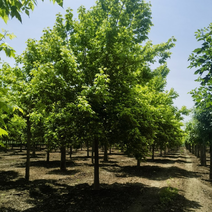 精品河北金叶复叶槭，6-9公分规格齐全，基地现货土球发货