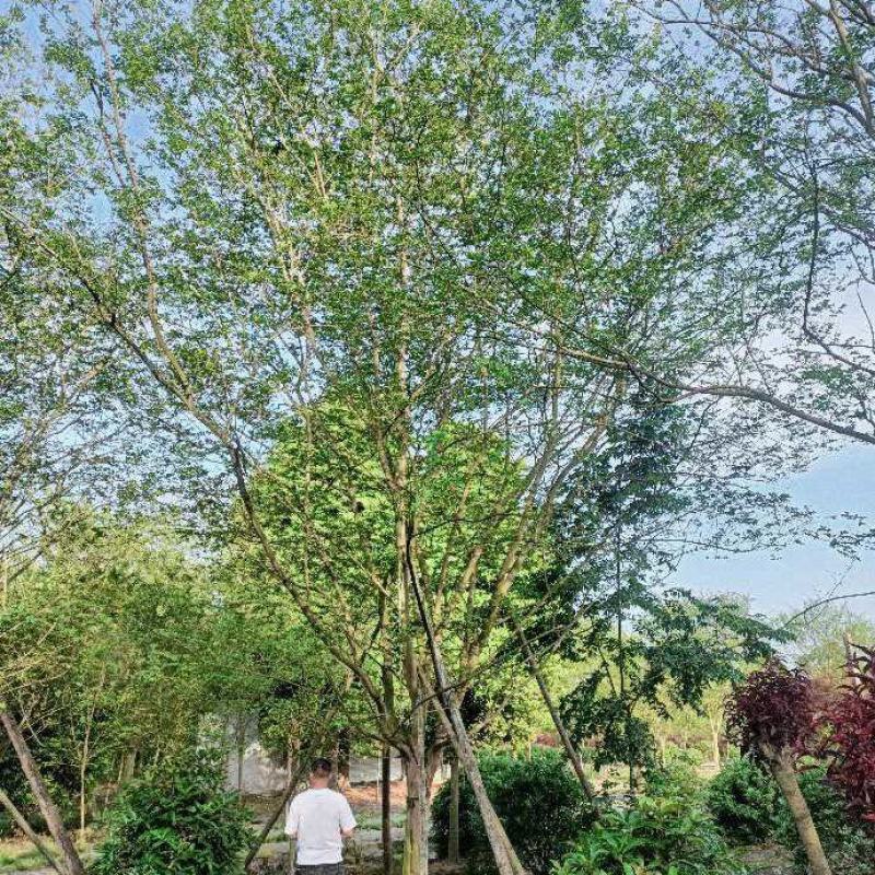 四川紫薇自家苗圃品质保证各规格都有视频看货
