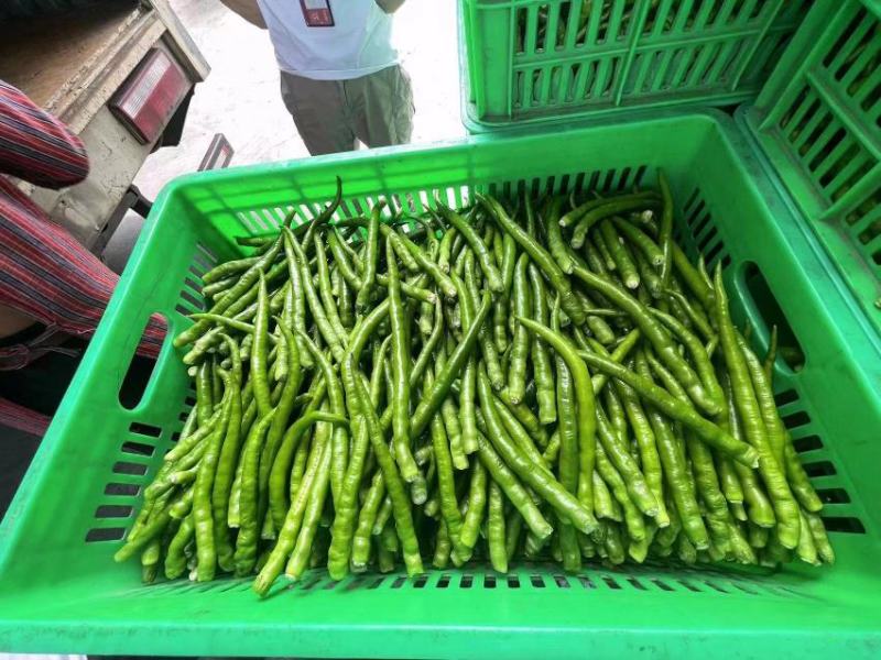 8号线椒工厂货大量供应