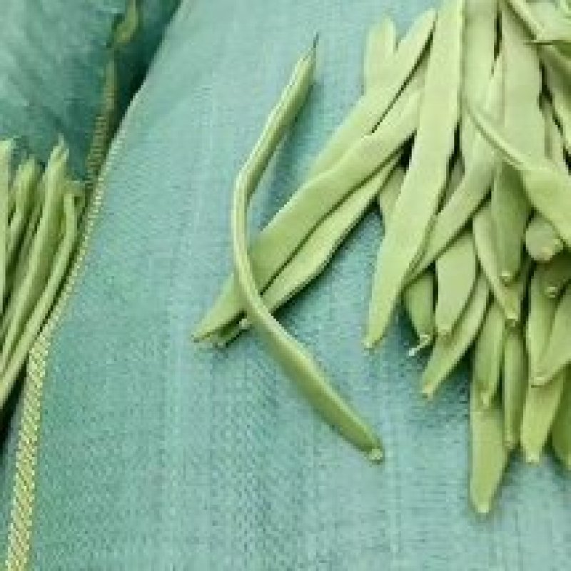 诚信带收带发云南小金豆偏豆无筋豆大量上市需要联系