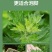 野生艾叶干艾叶
