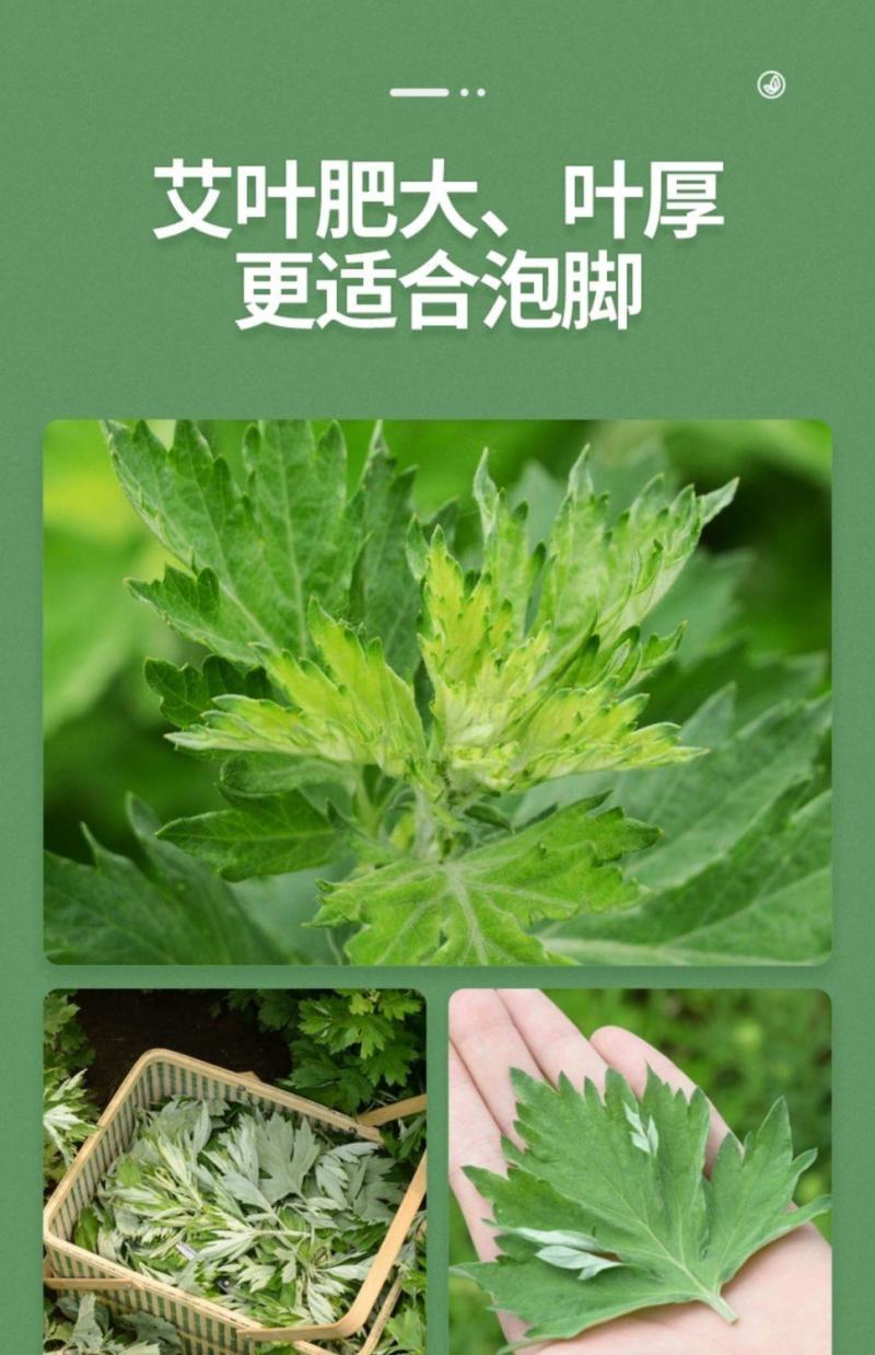 野生艾叶干艾叶