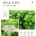 艾草艾草苗批发大叶药用蕲艾苗艾蒿苗泡脚艾灸包邮包成活
