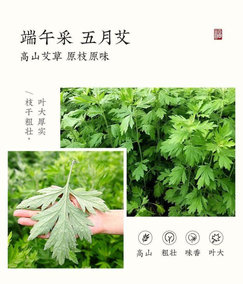艾草艾草苗批发大叶药用蕲艾苗艾蒿苗泡脚艾灸包邮包成活