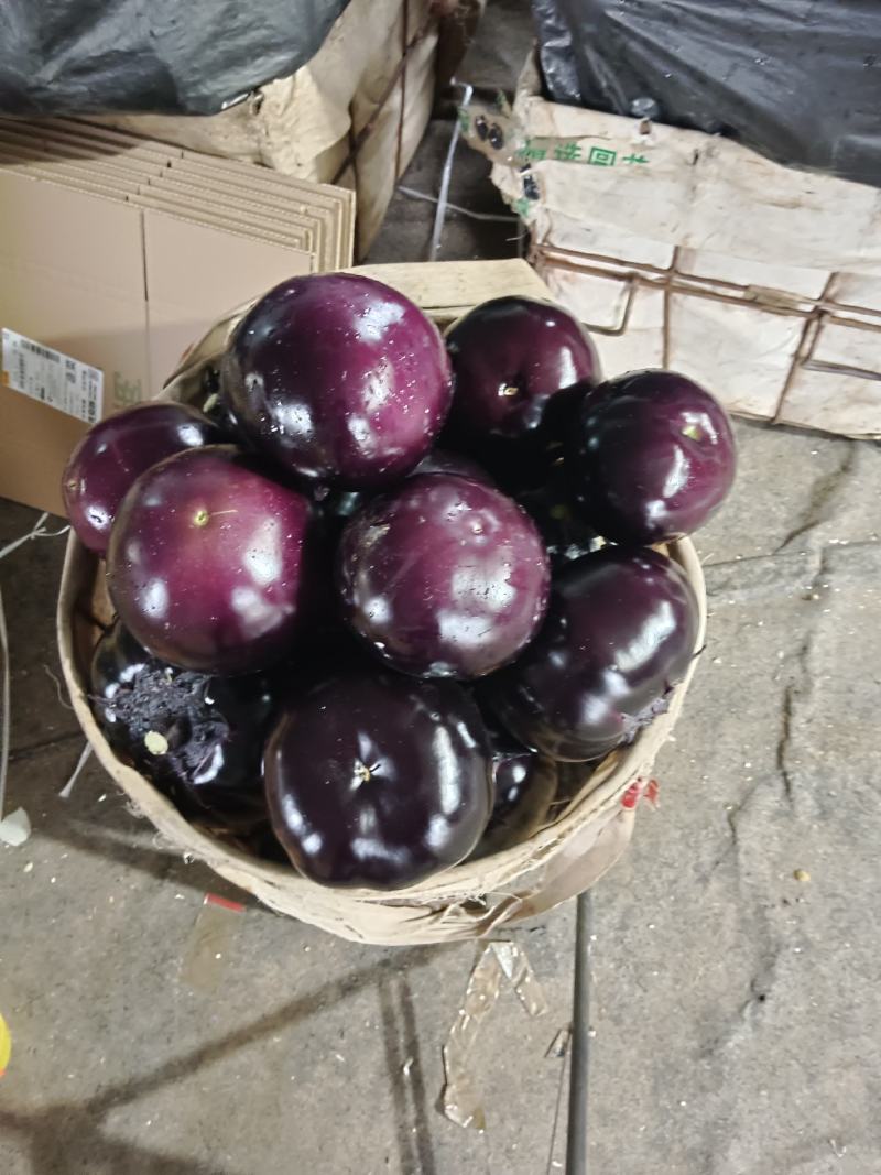 青州园茄紫圆茄大量上市。实力代收小范竭诚为您服务