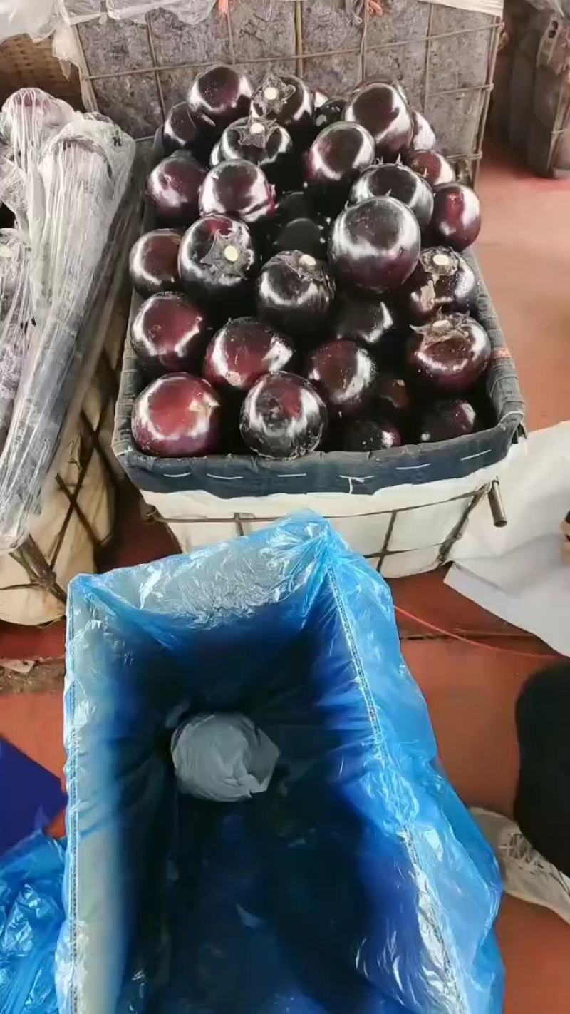青州园茄紫圆茄大量上市。实力代收小范竭诚为您服务