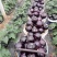 青州园茄紫圆茄大量上市。实力代收小范竭诚为您服务