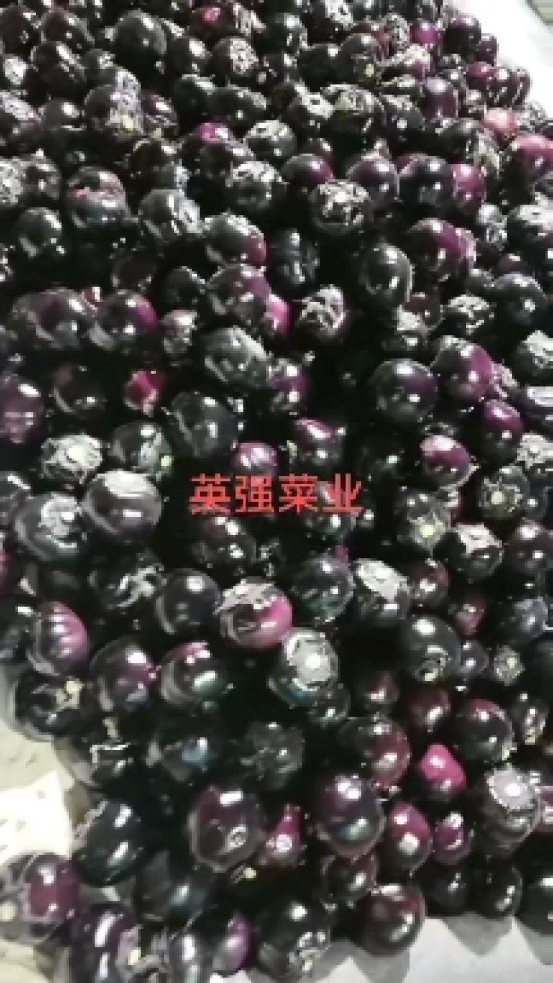 青州园茄紫圆茄大量上市。实力代收小范竭诚为您服务