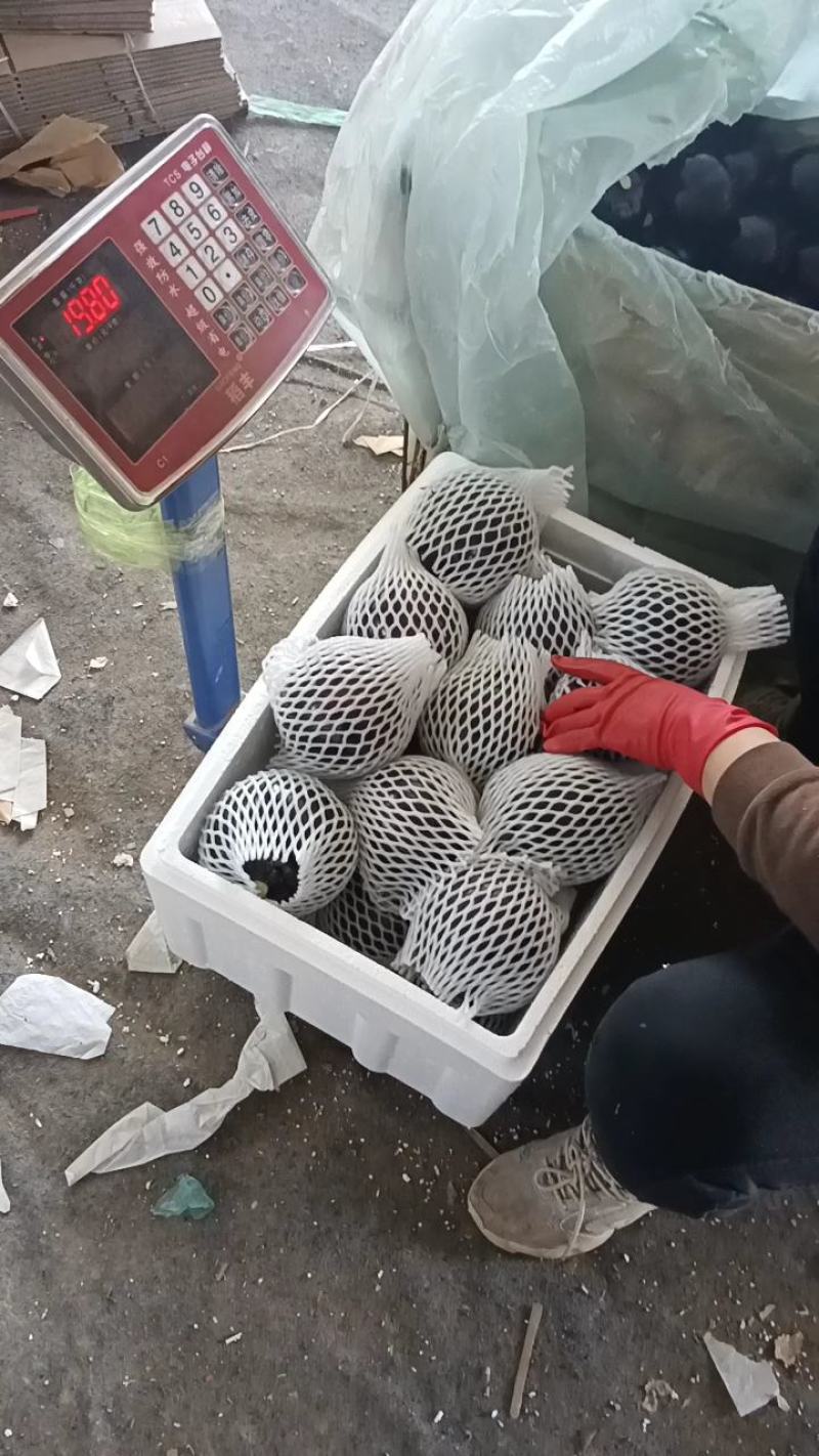 青州园茄紫圆茄大量上市。实力代收小范竭诚为您服务