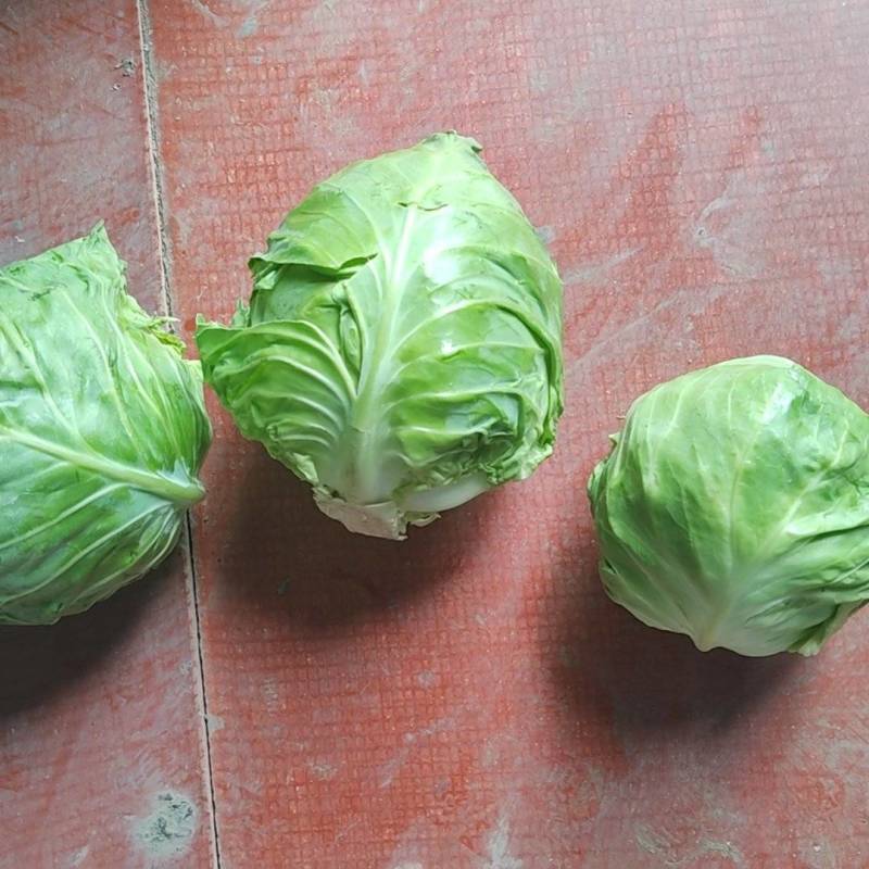 精品甘蓝，需要联系