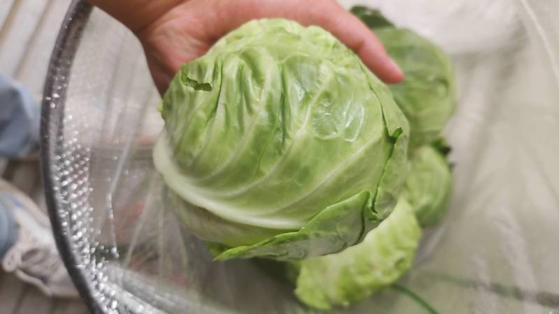 精品甘蓝，需要联系