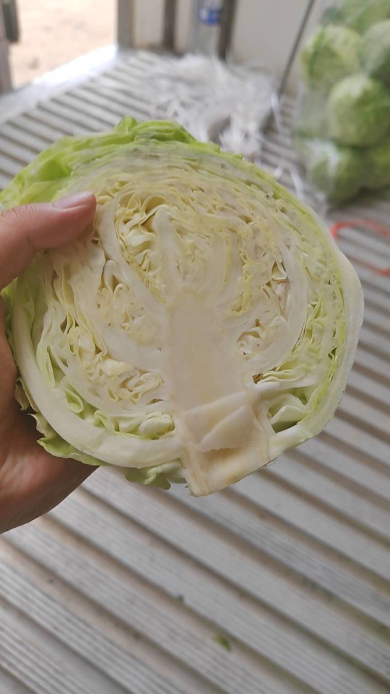 精品甘蓝，需要联系