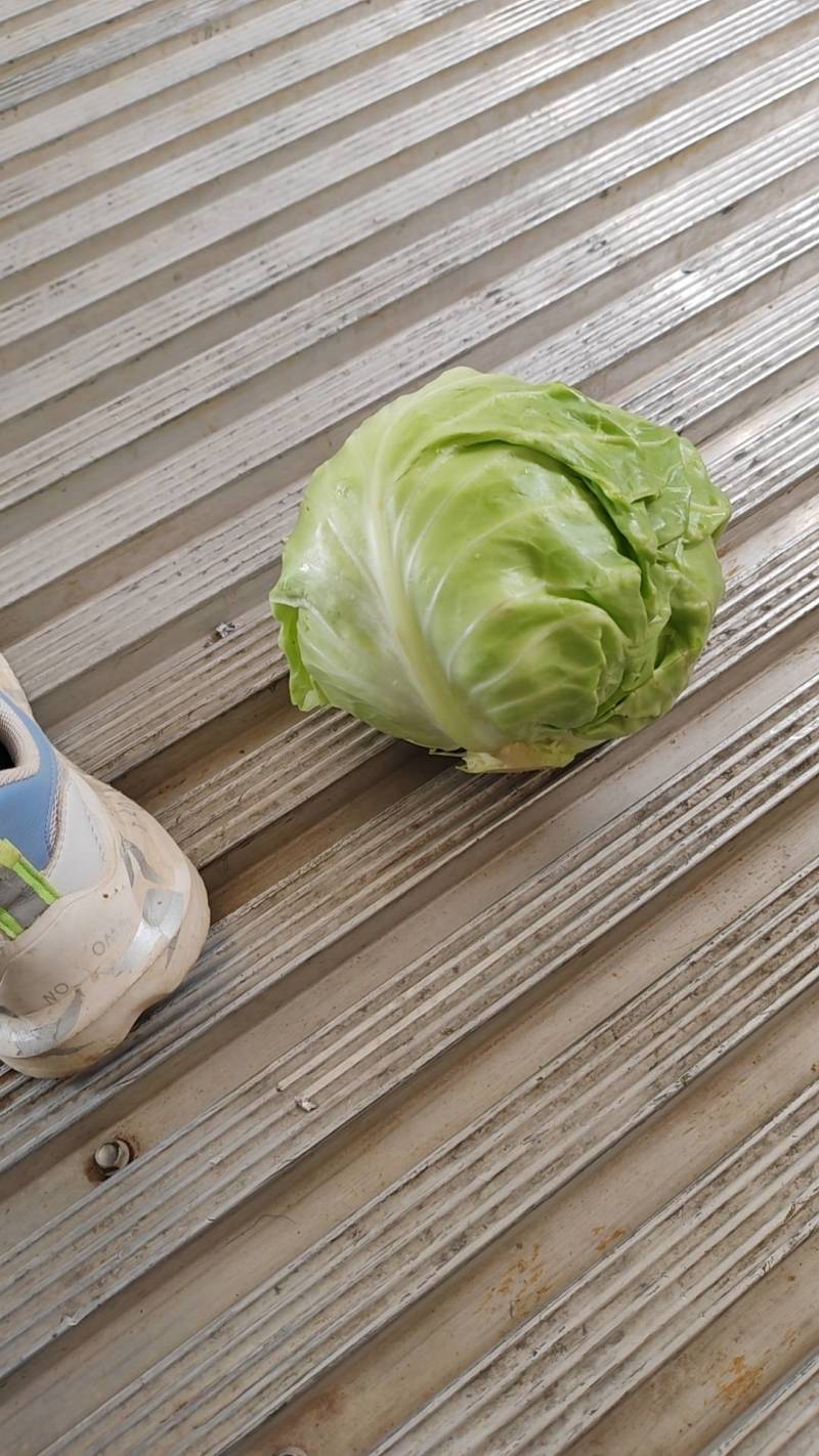 精品甘蓝，需要联系