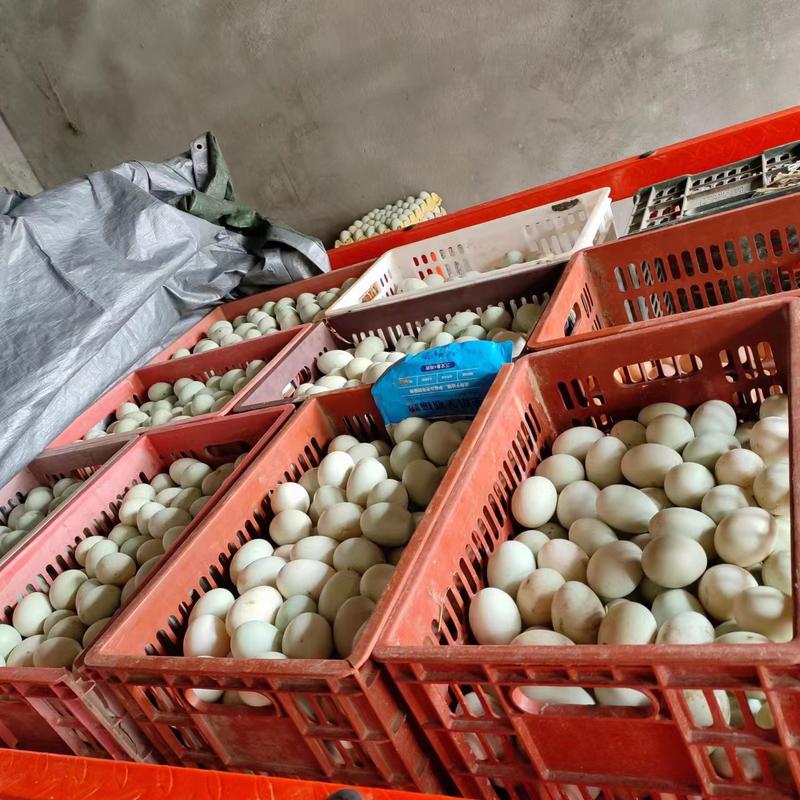 四川鸭蛋品质保证诚信经营欢迎联系接商超市场电商