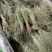 独脚金新货独角金中草药材积疳草黄花草独脚柑小儿草散装批发