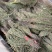 独脚金新货独角金中草药材积疳草黄花草独脚柑小儿草散装批发