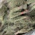 独脚金新货独角金中草药材积疳草黄花草独脚柑小儿草散装批发