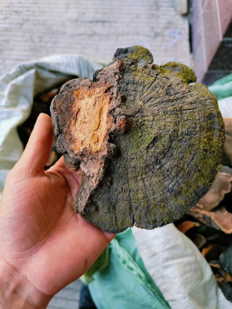 爆马丁桑黄带金边一手货源量大从优货源充足品质保障