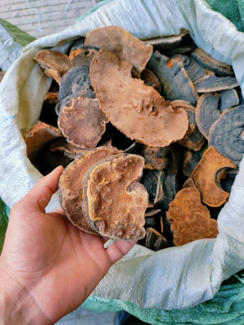 爆马丁桑黄带金边一手货源量大从优货源充足品质保障
