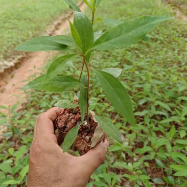 山苍子苗