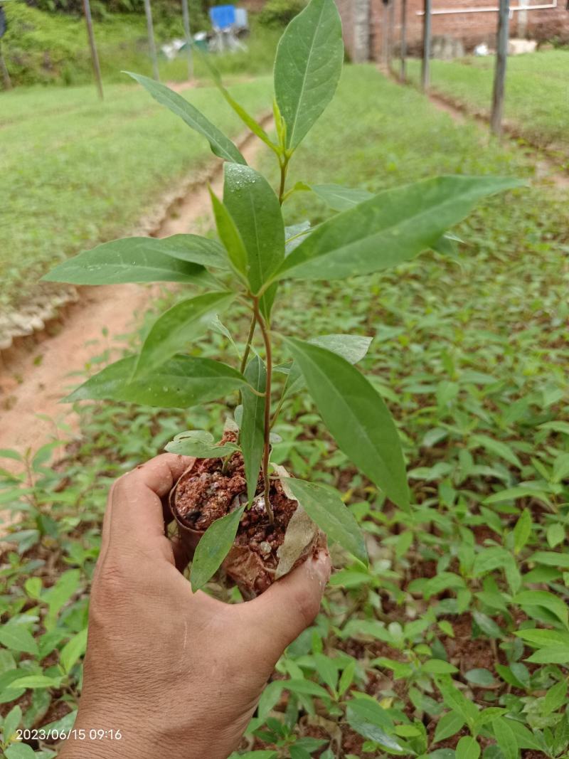 山苍子苗