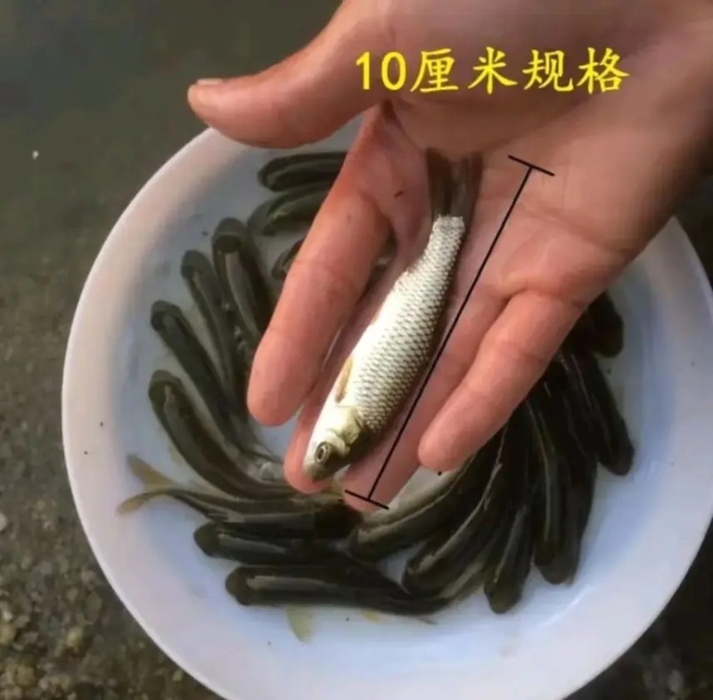 【精选】重庆潼南区草鱼苗技术指导养殖场直发对接批发