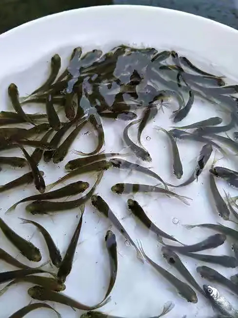 【精选】重庆潼南区草鱼苗技术指导养殖场直发对接批发