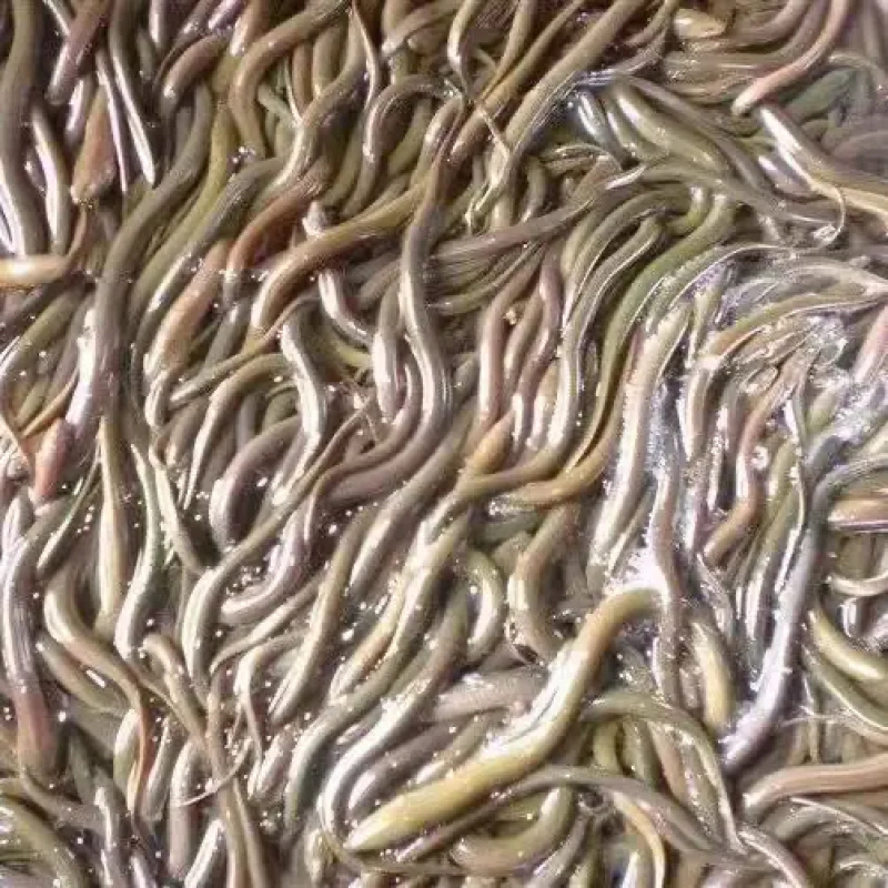 【精选】黄鳝鱼苗，重庆潼南黄鳝苗，对接全国批发量大从优