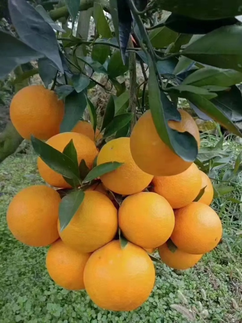 橙子/夏橙/湖北橙子/秭归甜橙/皮薄多汁【湖北夏橙】