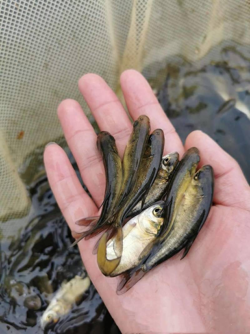 花鲢鱼苗，高产稳定水质必备，