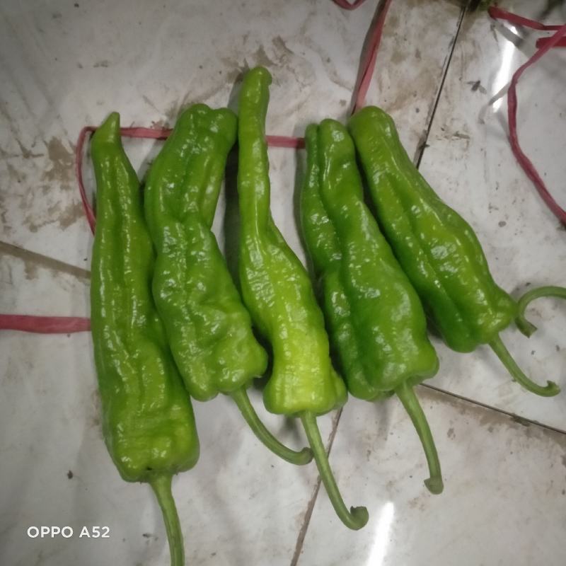 鲜泡椒