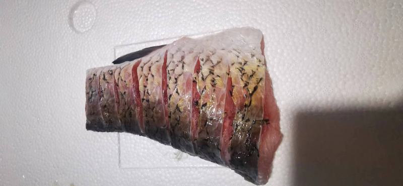 【厂家直供】广东本地草鱼段包装直供量大从优火锅烧烤欢迎来电