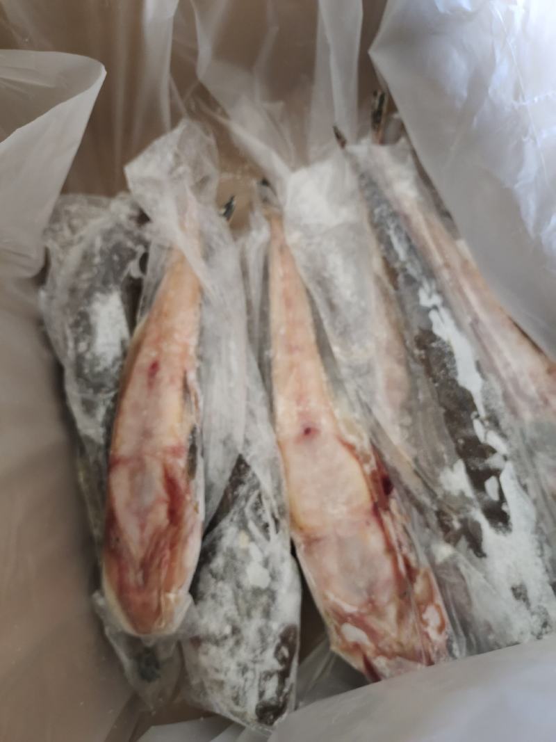 牛尾鱼，辫子鱼有货，各种规格都有，适合跑市场，也适合加工