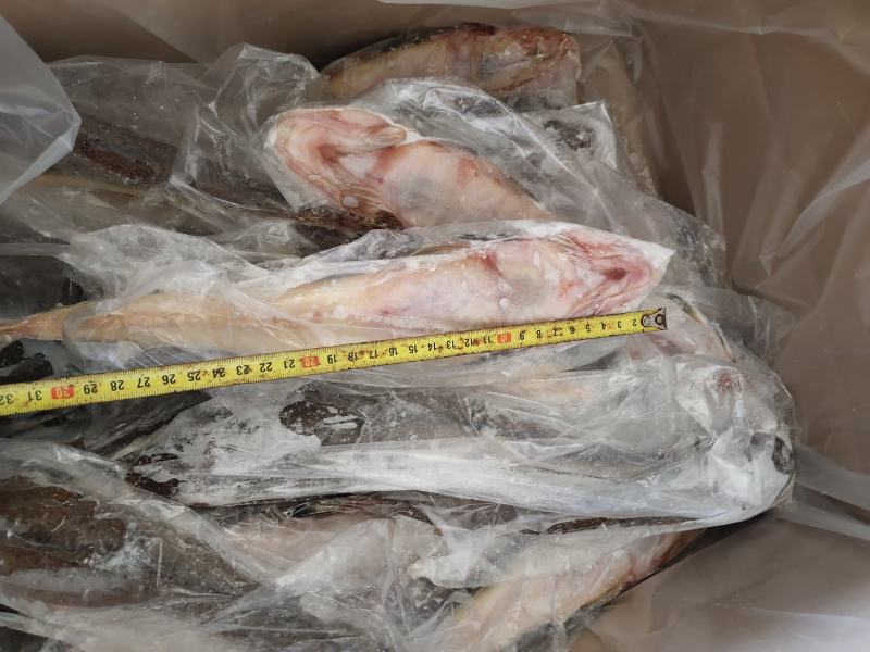 牛尾鱼，辫子鱼有货，各种规格都有，适合跑市场，也适合加工