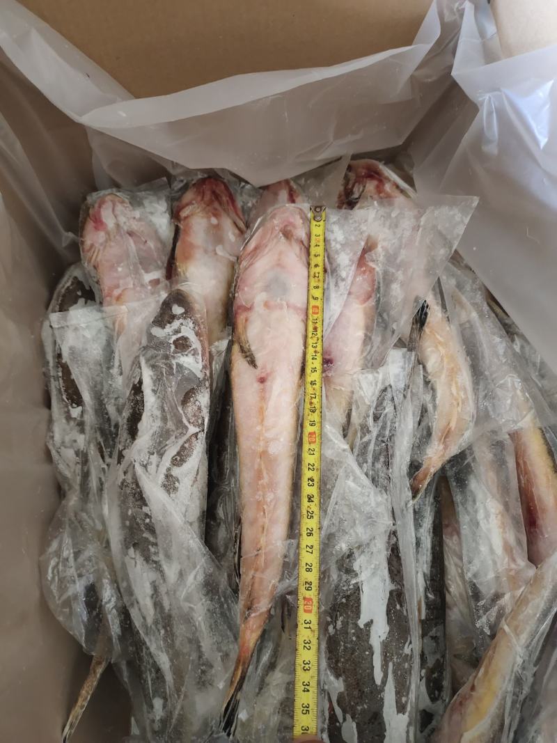 牛尾鱼，辫子鱼有货，各种规格都有，适合跑市场，也适合加工