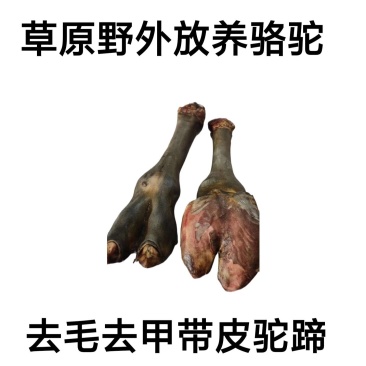 骆驼掌1只包邮中国驼乡乌后旗草原产地源头发货