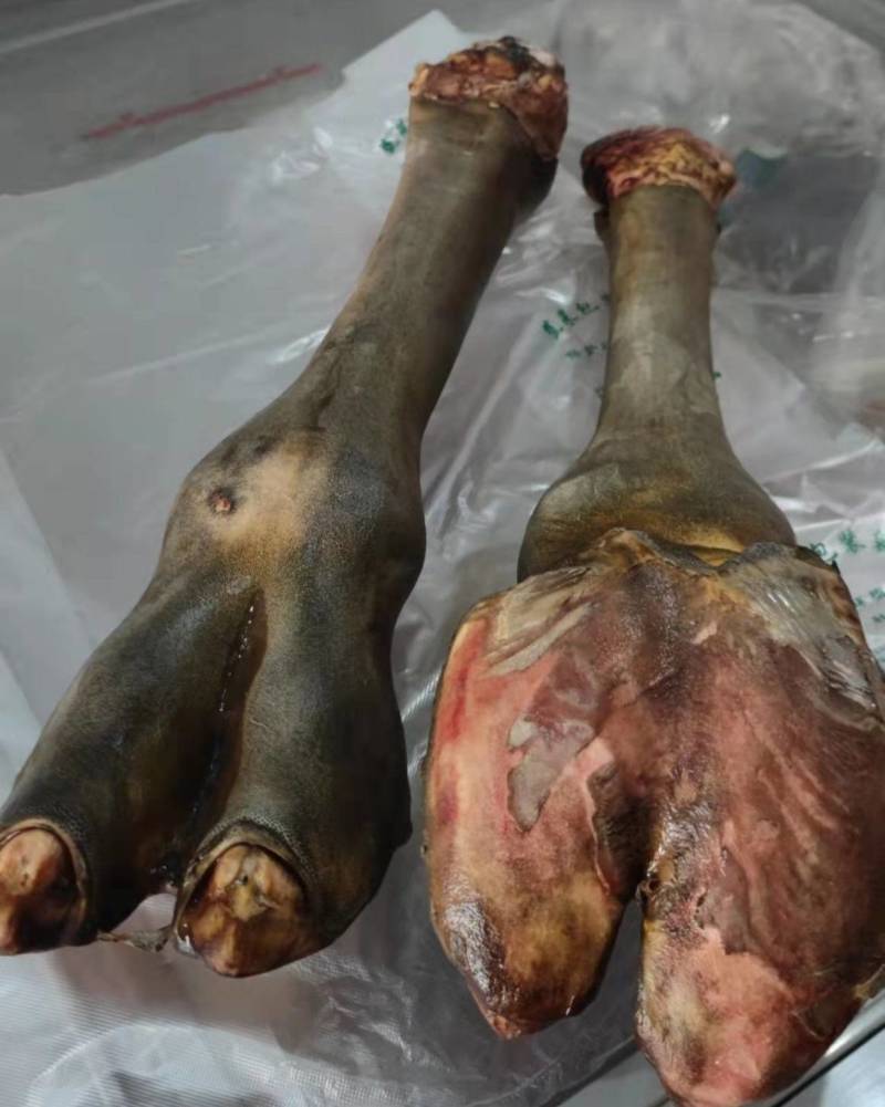 骆驼掌1只包邮中国驼乡乌后旗草原产地源头发货