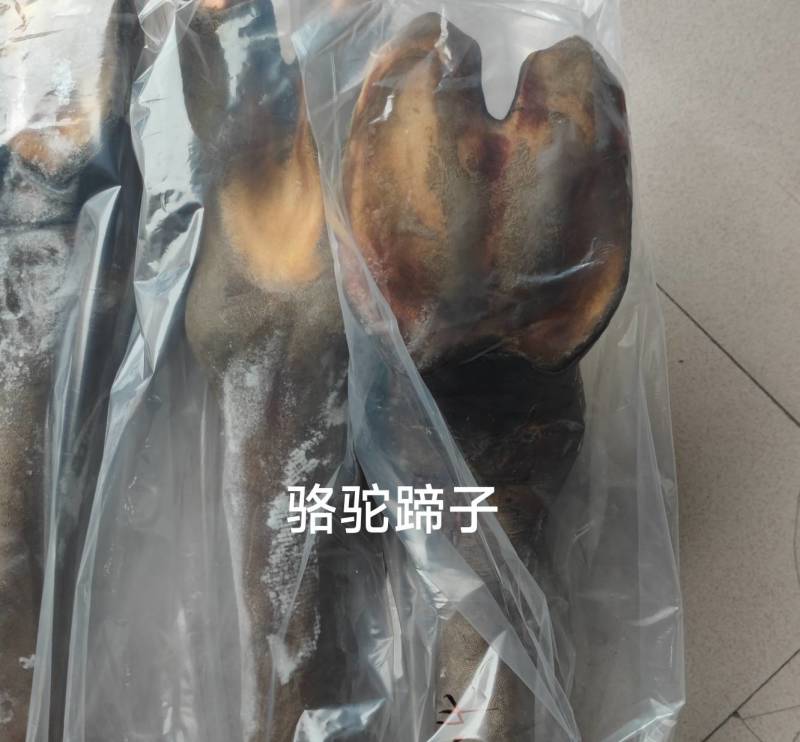 骆驼掌1只包邮中国驼乡乌后旗草原产地源头发货