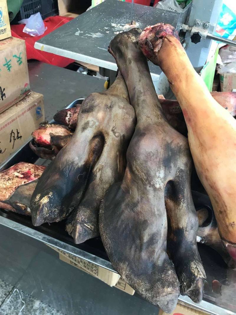 骆驼掌1只包邮中国驼乡乌后旗草原产地源头发货
