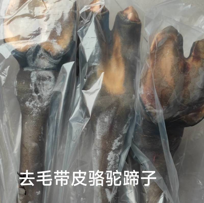 骆驼掌1只包邮中国驼乡乌后旗草原产地源头发货