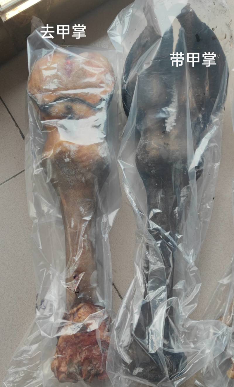 骆驼掌1只包邮中国驼乡乌后旗草原产地源头发货