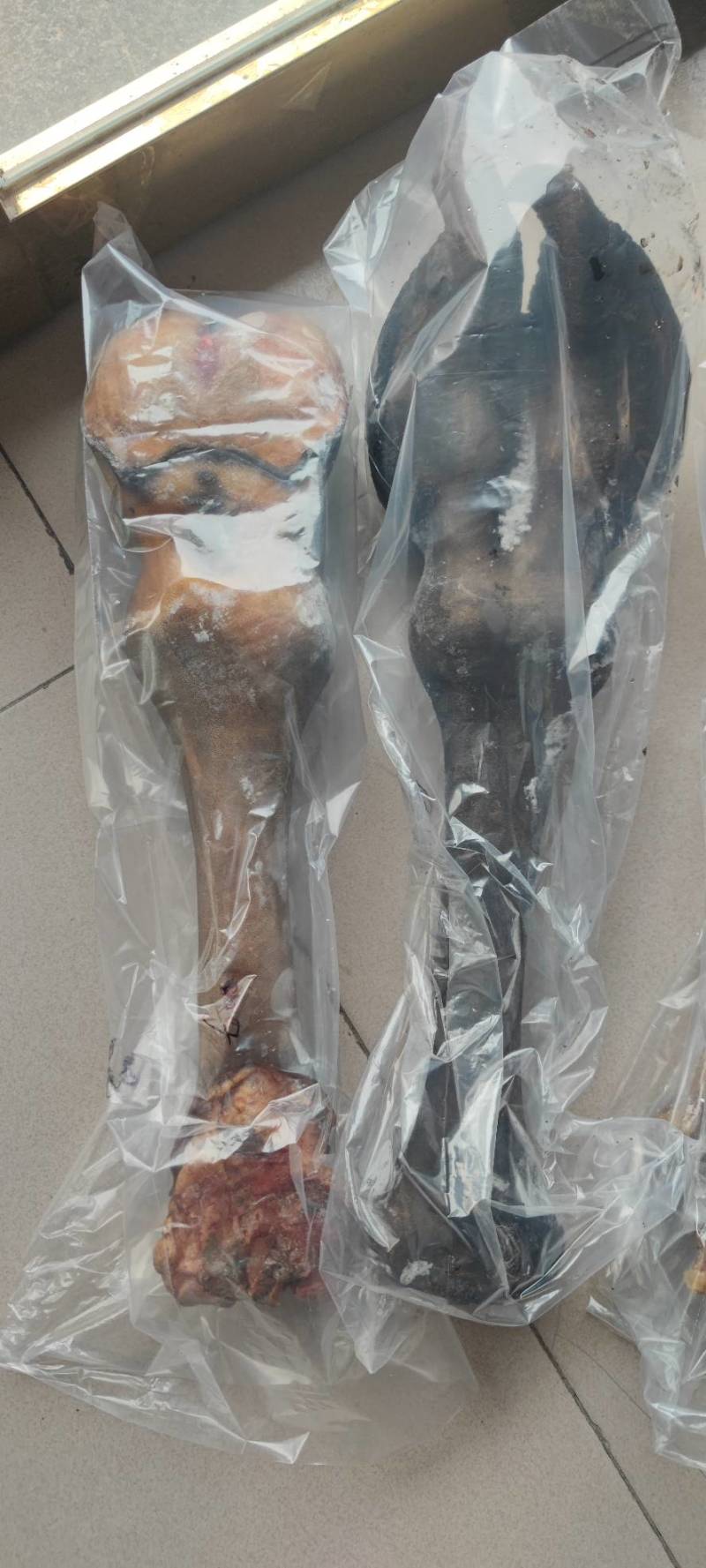 骆驼掌1只包邮中国驼乡乌后旗草原产地源头发货