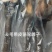 骆驼掌1只包邮中国驼乡乌后旗草原产地源头发货